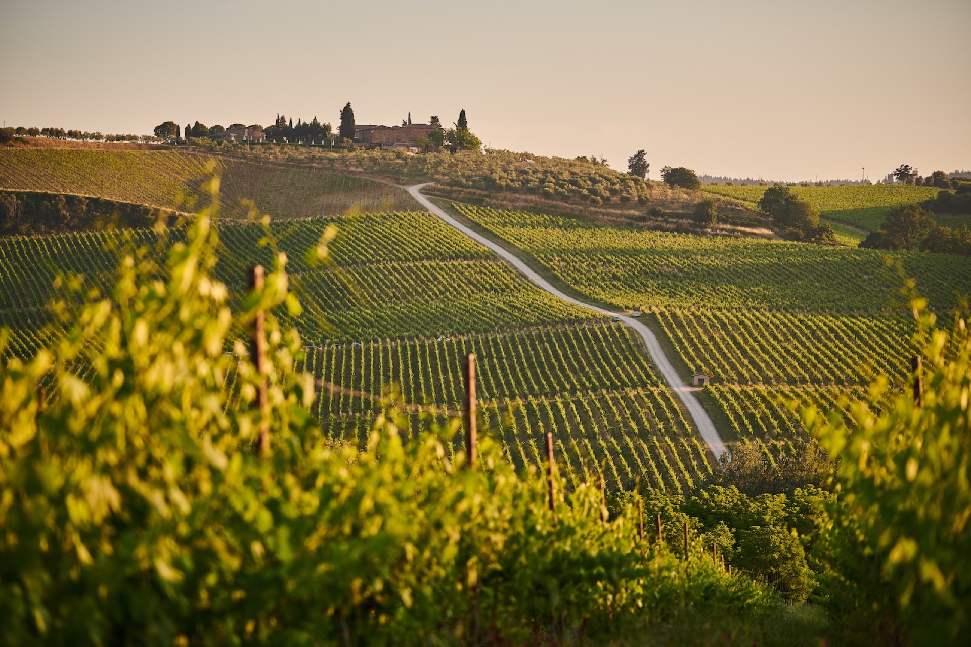 Vineyards rolling over the Tuscan hills at golden hour